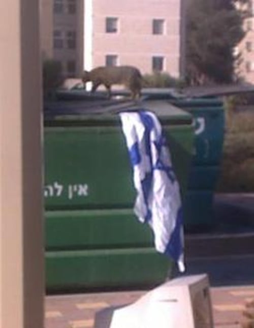 דגל ישראל בפח הזבל של כפר הסטודנטים באונ' העברית