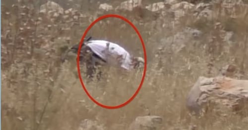 תיעוד: הפלסטינים מציתים, בצלם בהאשמה למתנחלים