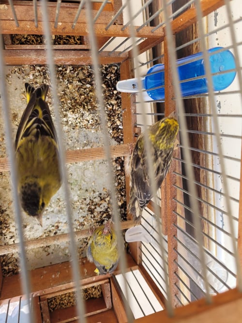 בזכות ערנות הפקח: ציפורים שהוחזקו בשבי שוחררו