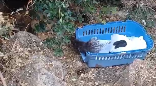לחופש נולדה: הדורבנית מהכנסת שבה הביתה