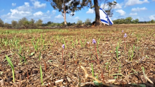 מרגש: תמונות של פריחת סתוונית בעוטף עזה