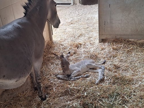 עזרו לספארי: יש לכם רעיון לשם לחיה הנדירה שנולדה?