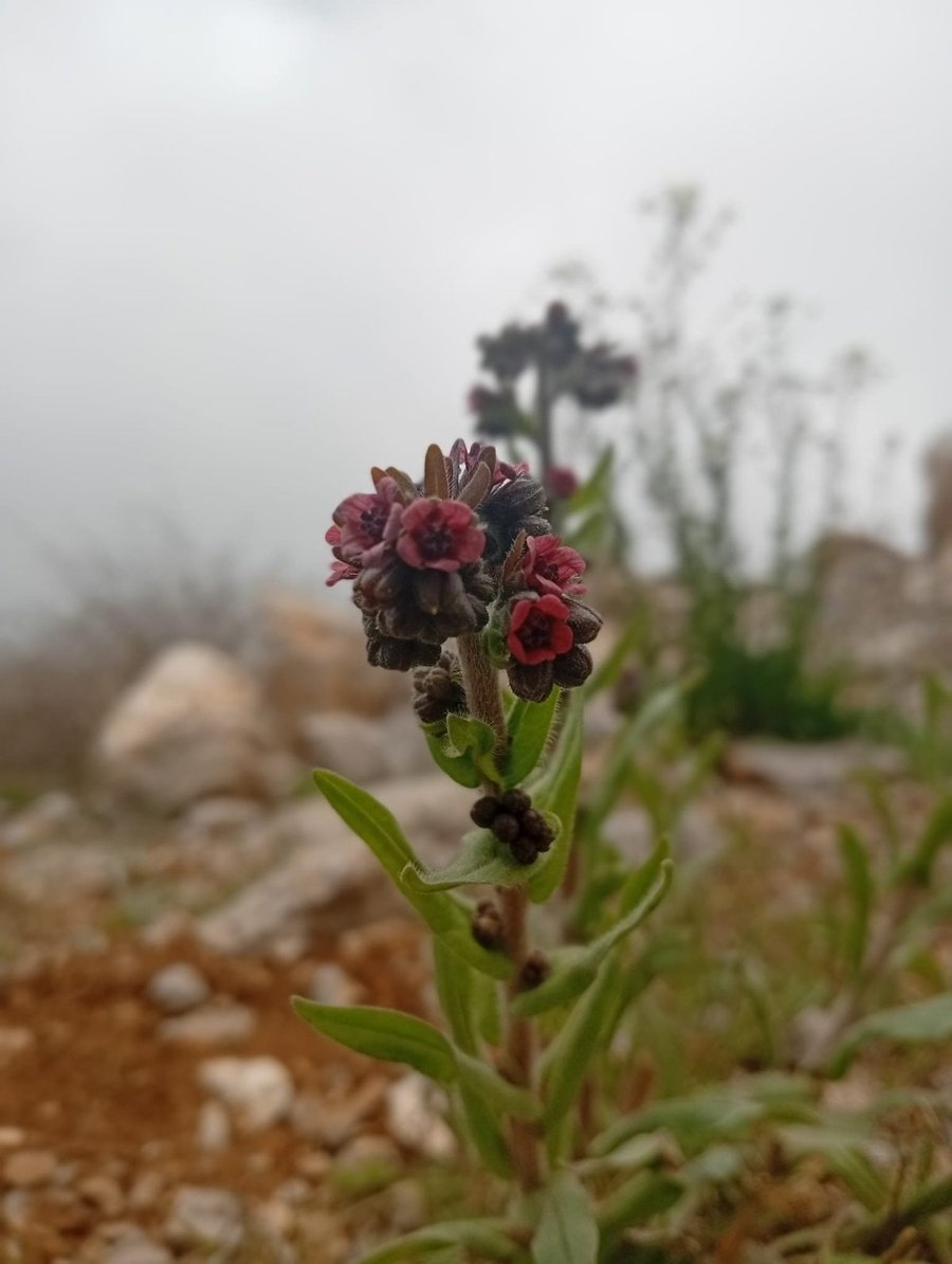 סיור מטעם החברה להגנת הטבע